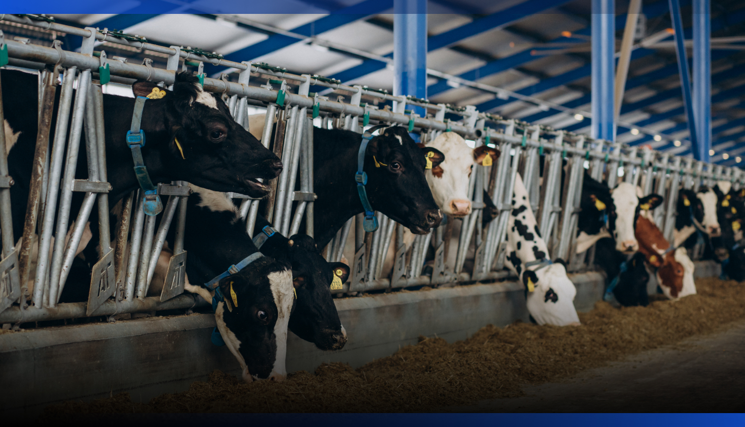 Image for Минсельхоз запустил льготное кредитование животноводства под 6%